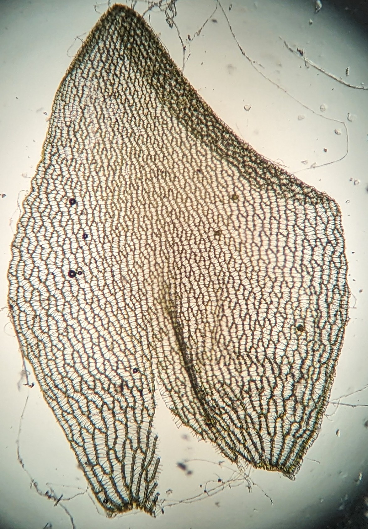 branch-leaf-details-palustre (2).jpg